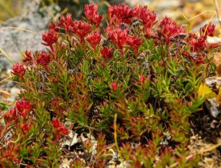 Rhodiola Rosea þykkni